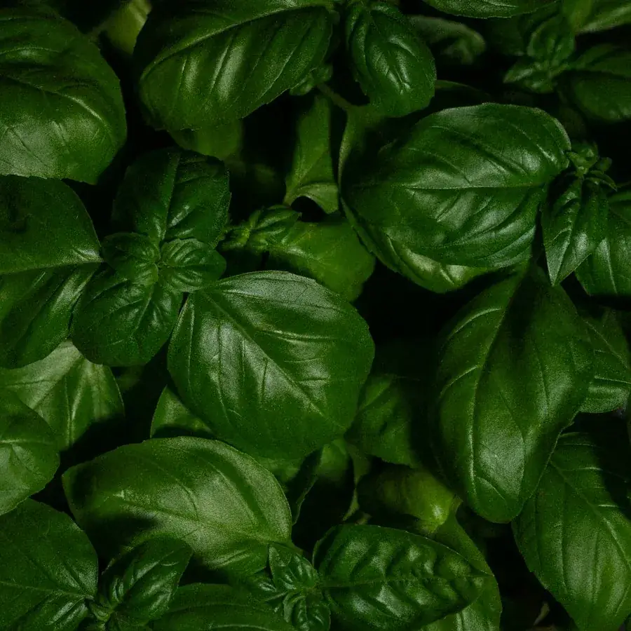 Basil – Egyptian herbs & spices by World Herbs