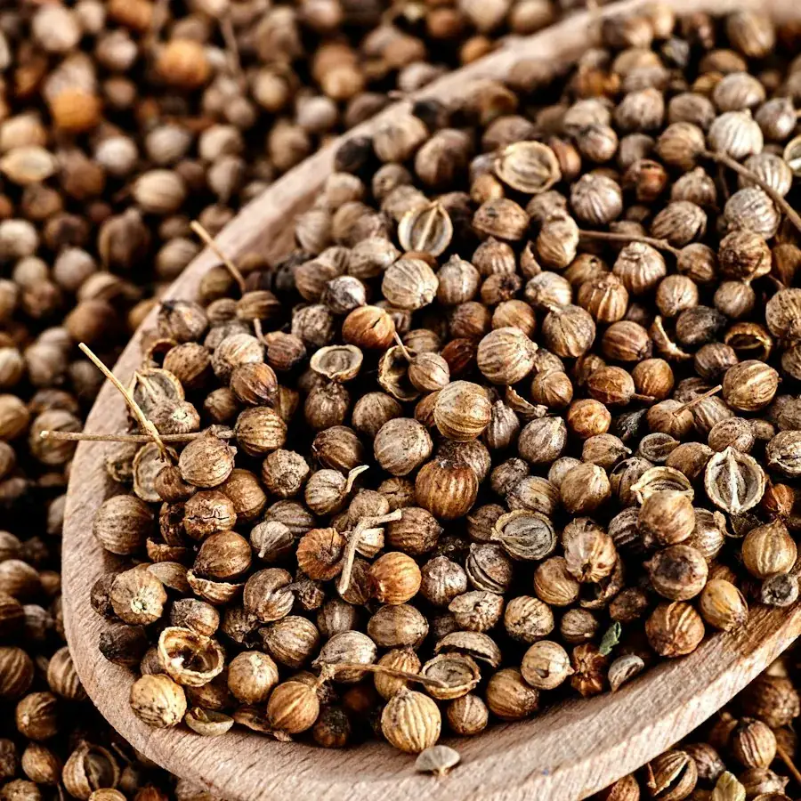 Coriander Seeds – Egyptian herbs & spices by World Herbs