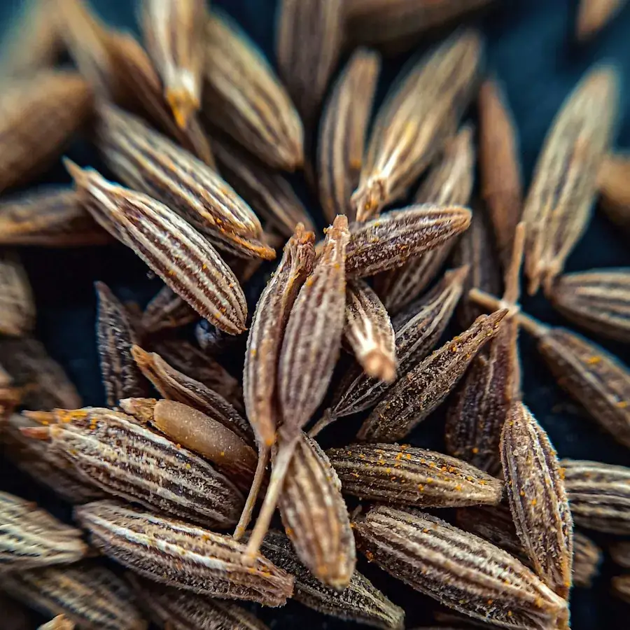 Cumin Seeds – Egyptian herbs & spices by World Herbs