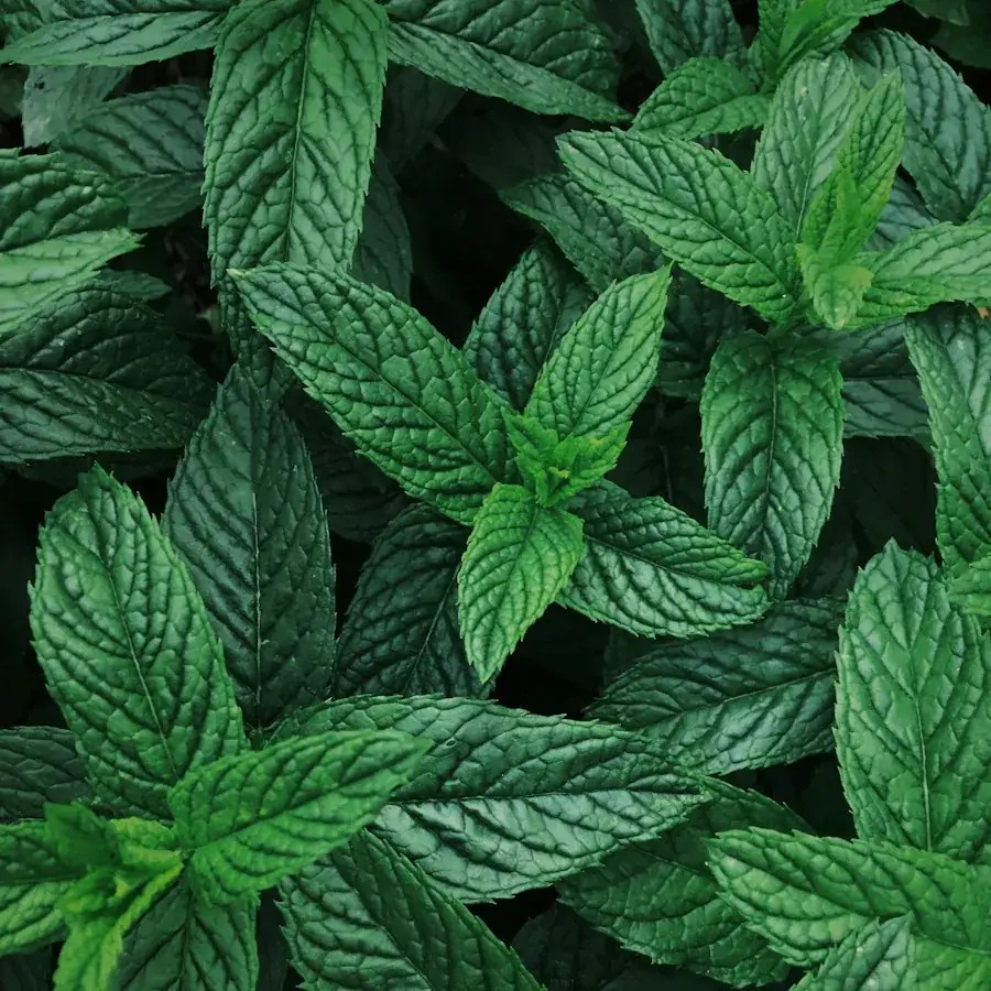 Peppermint – Egyptian herbs & spices by World Herbs