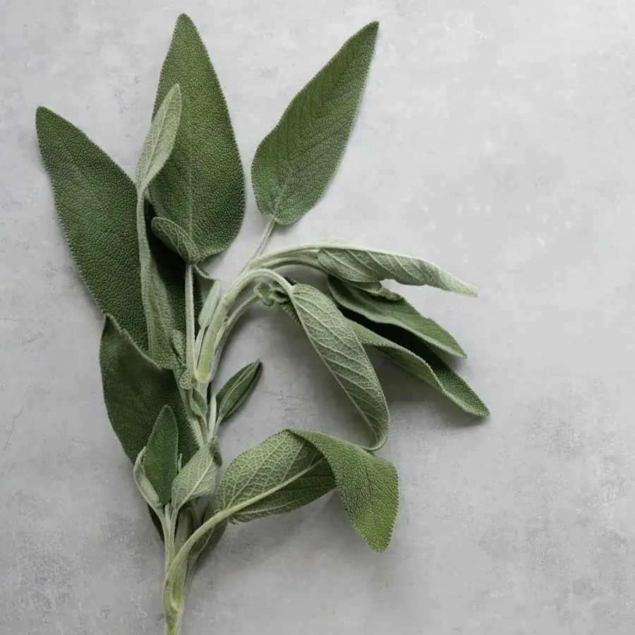 Sage – Egyptian herbs & spices by World Herbs