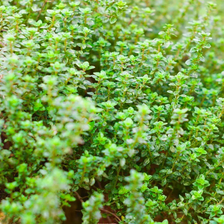 Thyme – Egyptian herbs & spices by World Herbs